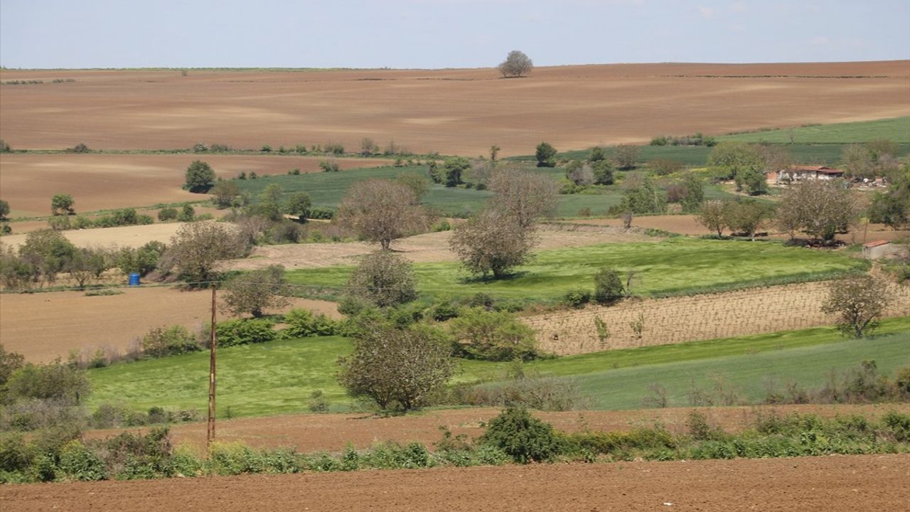 Trakya'da İklim Değişikliğiyle Artan Böcek Popülasyonu Tarımsal Üretimi Olumsuz Etkiliyor