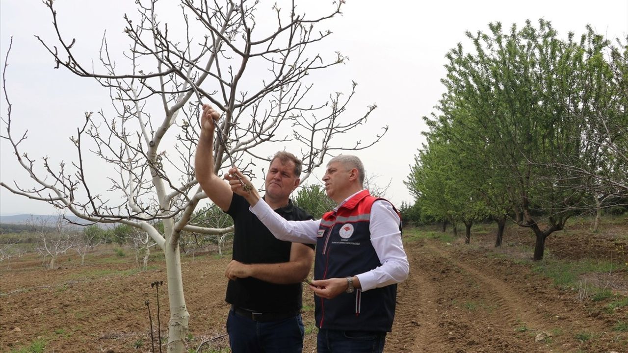 Trakya'da Zirai Don Hasar Tespit Çalışmaları Devam Ediyor