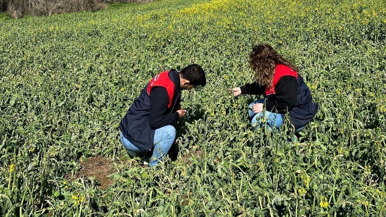 Trakya'da Zirai Dondan Etkilenen Tarım Alanlarında Hasar Tespit Çalışmaları Başladı