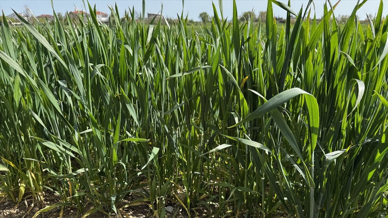 Trakya'daki Yağışlar Buğday ve Arpa Rekoltesini Yükseltti