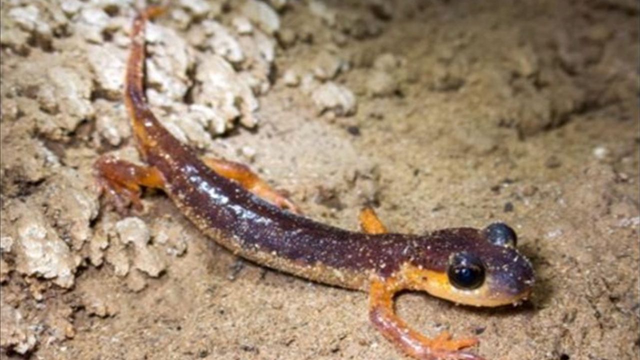 Türkiye'de 154 Mağarada 30 Memeli Türü ve Endemik Canlılar Keşfedildi