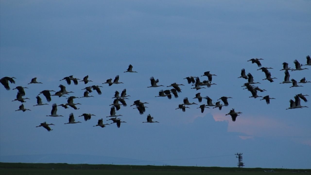 Tuz Gölü, Leyleklerin Bahar Göçünde Molası Oluyor
