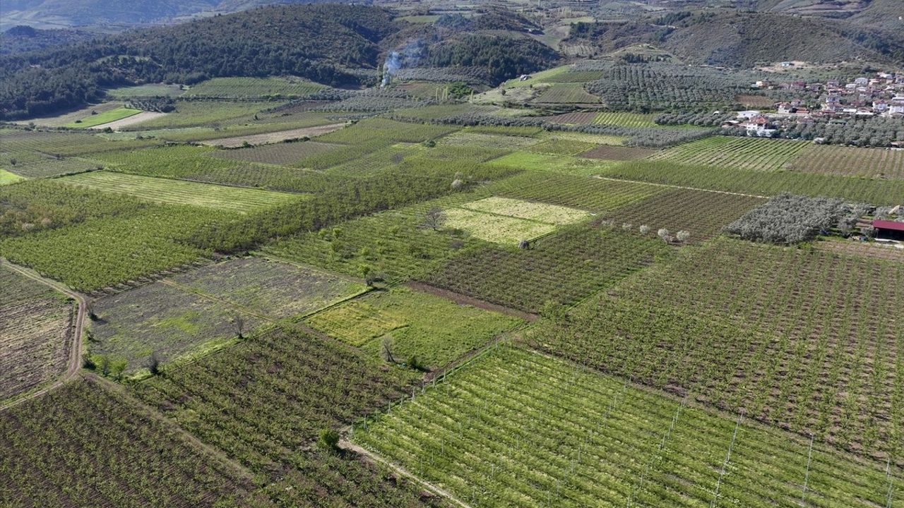 TZOB Başkanı Bayraktar, Bursa'daki Zirai Don Hasarlarını İnceledi