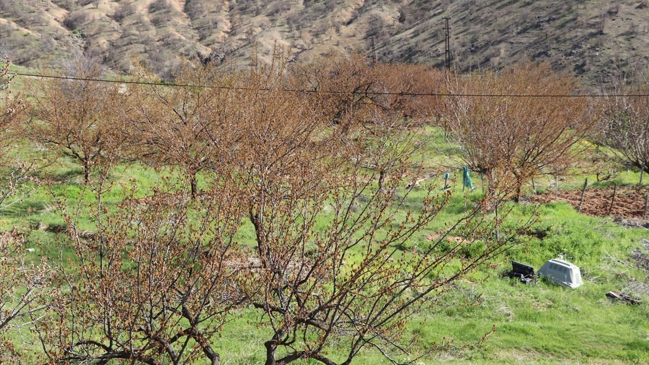 TZOB Genel Başkanı Bayraktar, Elazığ'da Zirai Dondan Etkilenen Bahçeleri İnceledi