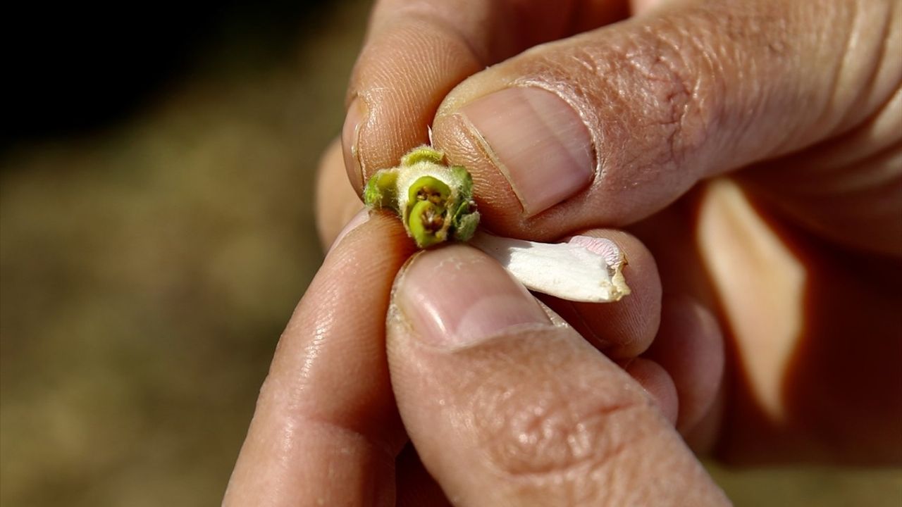 TZOB Genel Başkanı Şemsi Bayraktar'dan Sakarya'da Zirai Don Açıklamaları