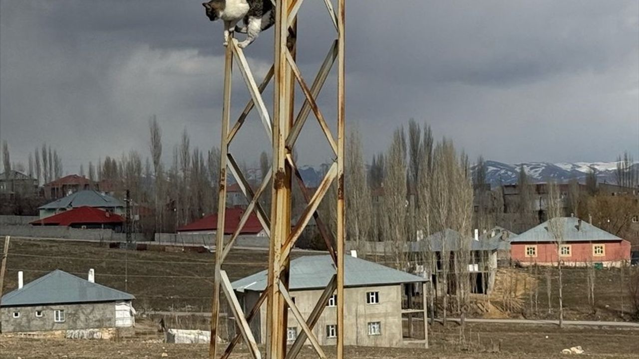 Van'da Saldırıya Uğrayan Kedi Elektrik Direğinde Mahsur Kaldı