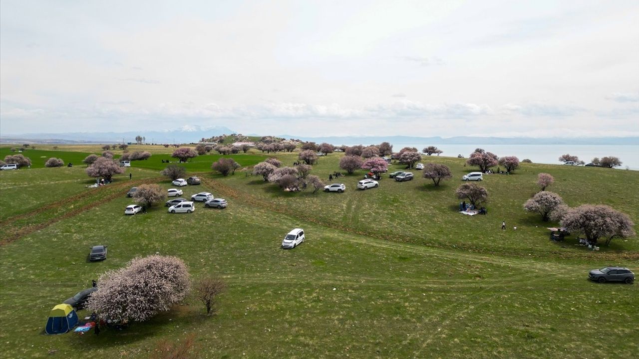 Van'daki Çarpanak Yarımadası, Çiçek Açan Ağaçlarla Doğaseverleri Ceziyor