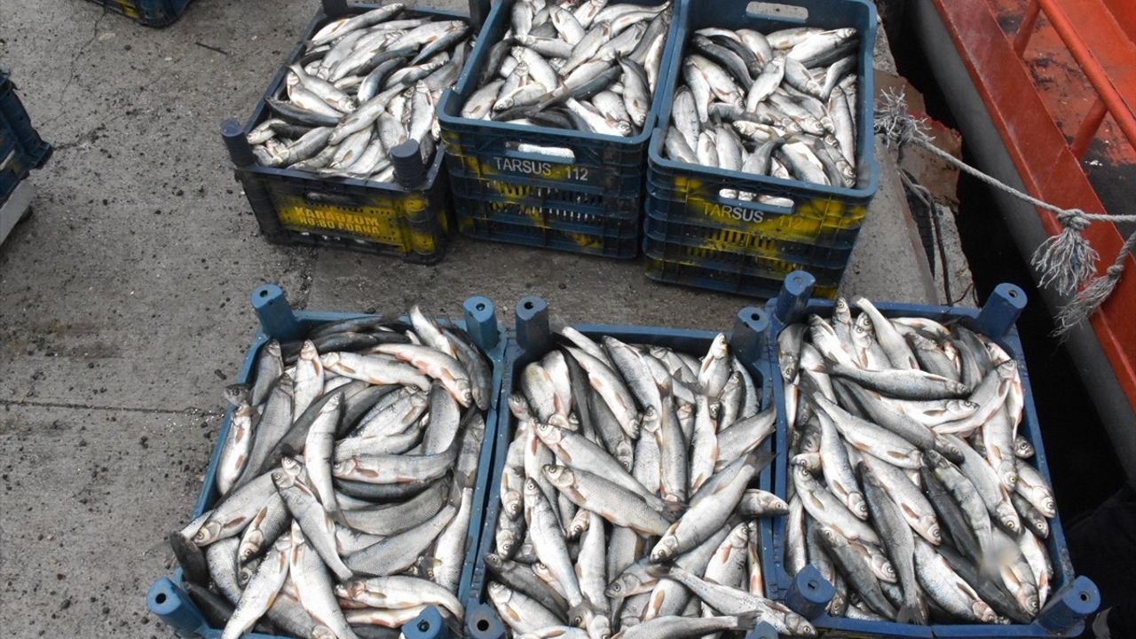 Van Gölü'nde İnci Kefali İçin Av Yasağı Öncesi Son Ağlar Atılıyor