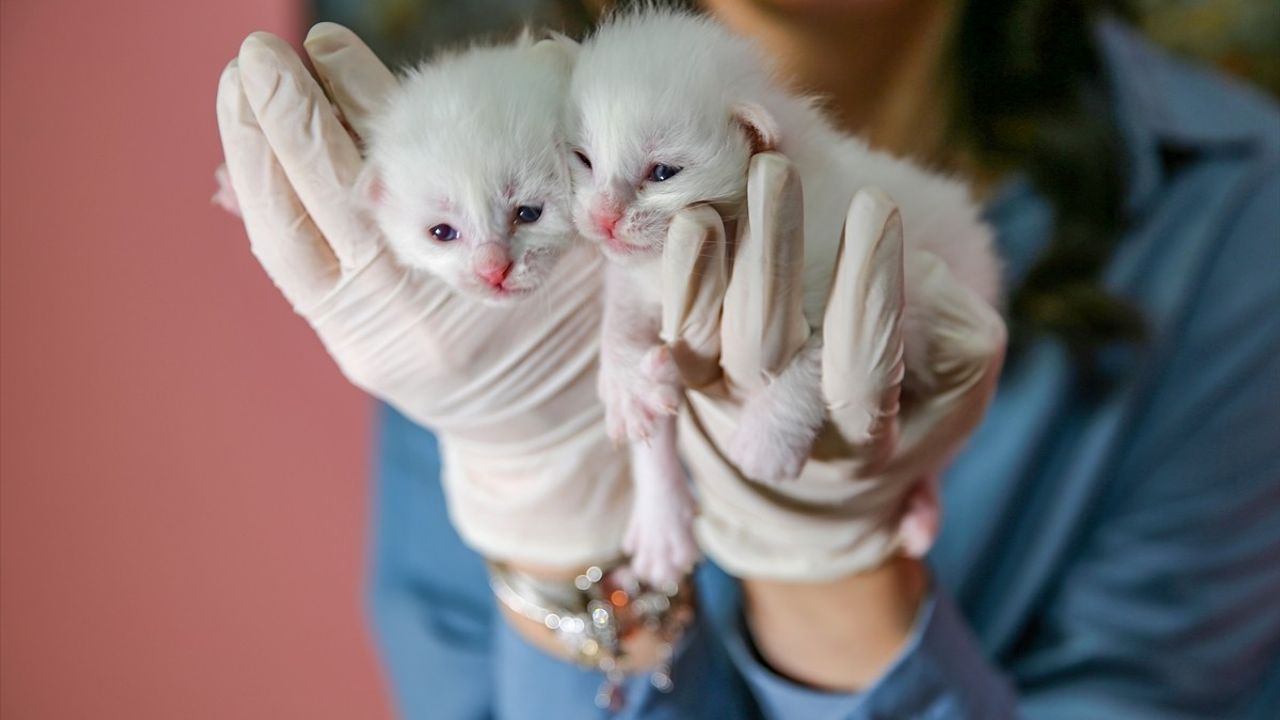 Van Kedileri 2025'in İlk Yavrularını Dünyaya Getirdi