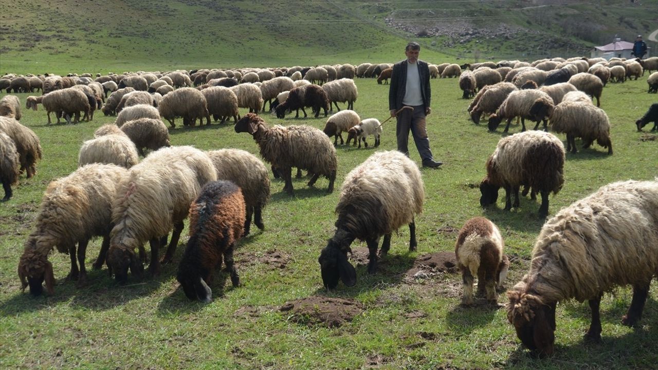 Van ve Muş'ta Koyun ve Kuzular İlkbahar Meralarında