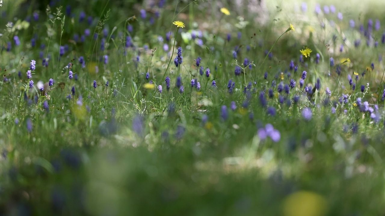 Yıldız Dağları'nda İlkbahar Renk Cümbüşü