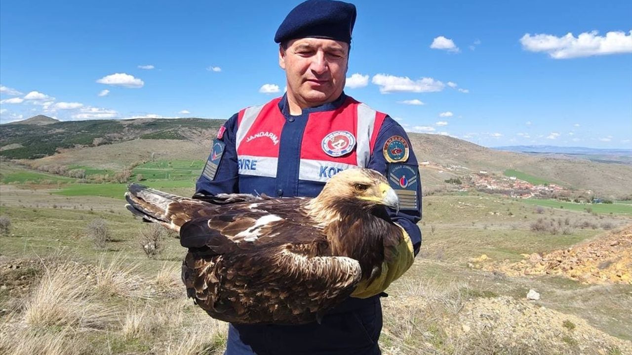 Yozgat'ta Yaralı Kaya Kartalı Tedavi Altına Alındı