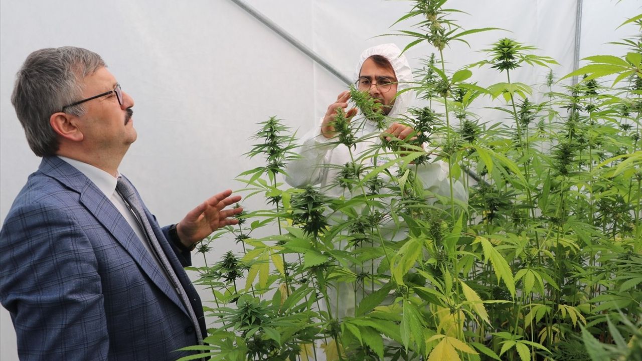 Yozgat'ta Yerli Kenevir Tohumu Islah Çalışmaları Devam Ediyor