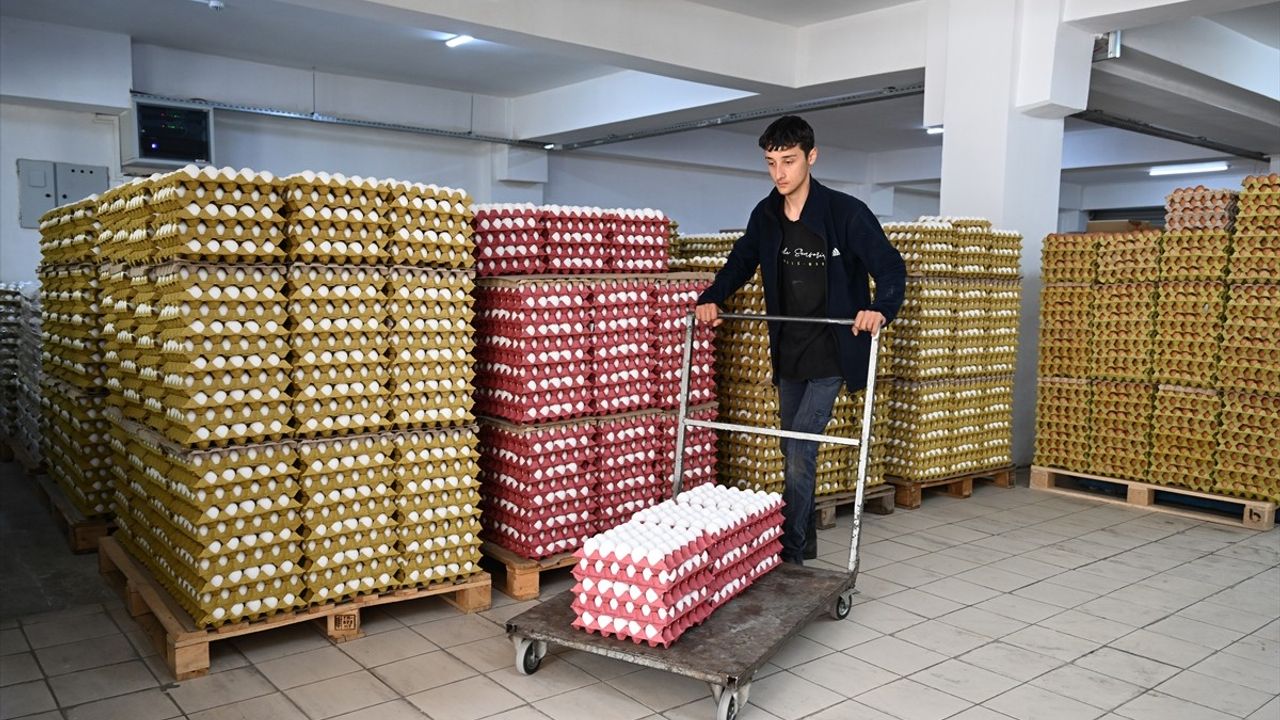Yumurta Fiyatları İhracat Süreçleri ve Fon Kesintileri ile Düşüş Gösterdi