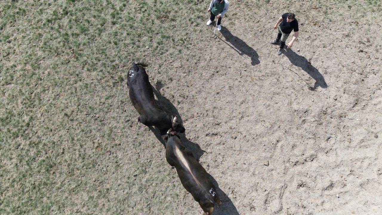Yusufeli Geleneksel Derekapı Boğa Güreşleri Geride Kaldı