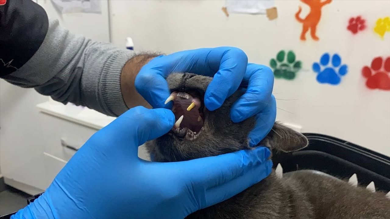 Zonguldak'ta Kediye Altın Diş Takıldı