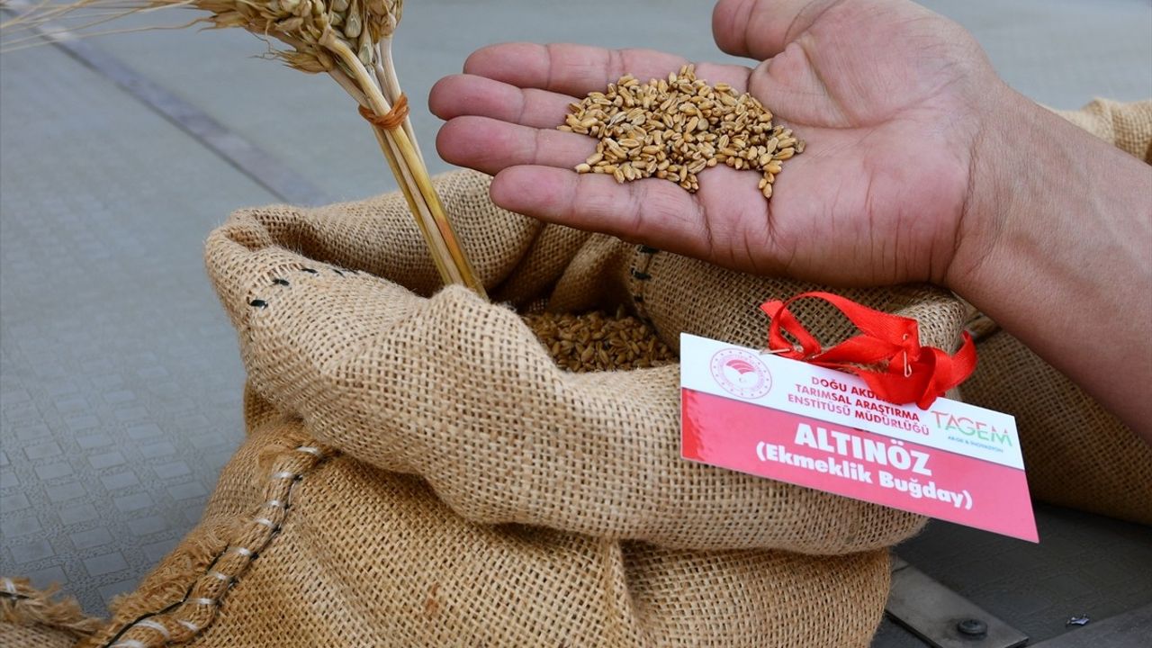 Adana'da Yerli ve Milli Tohumlar 'Tarla Günü' Etkinliğinde Tanıtıldı