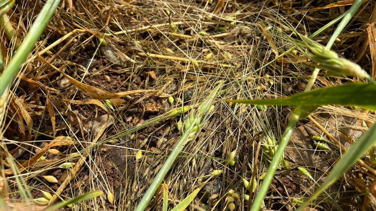 Adıyaman'da Dolu Yağışı Tarım Alanlarını Etkiledi