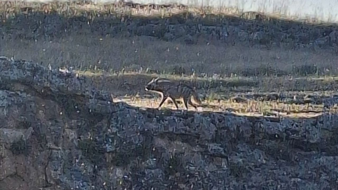 Adıyaman'da Nesli Tükenme Tehlikesi Altındaki Çizgili Sırtlan Görüntülendi