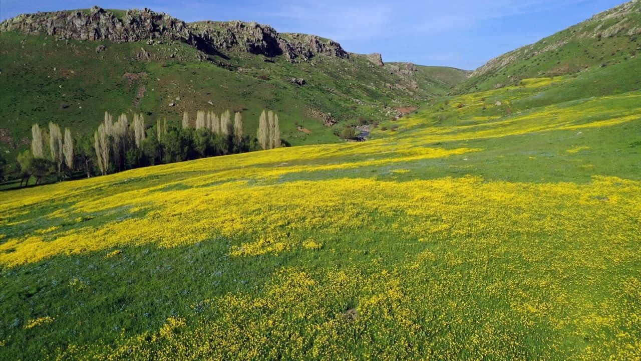 Ağrı'da İlkbaharın Gelişi: Dağlarda Rengarenk Çiçekler Açtı