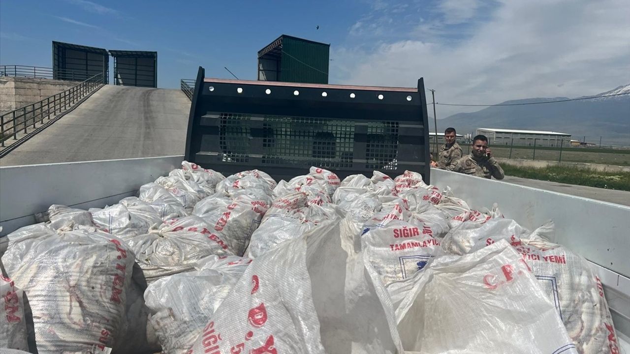 Ağrı'da Kaçak Yolla Getirilen 2 Ton İci Kefali Ele Geçirildi
