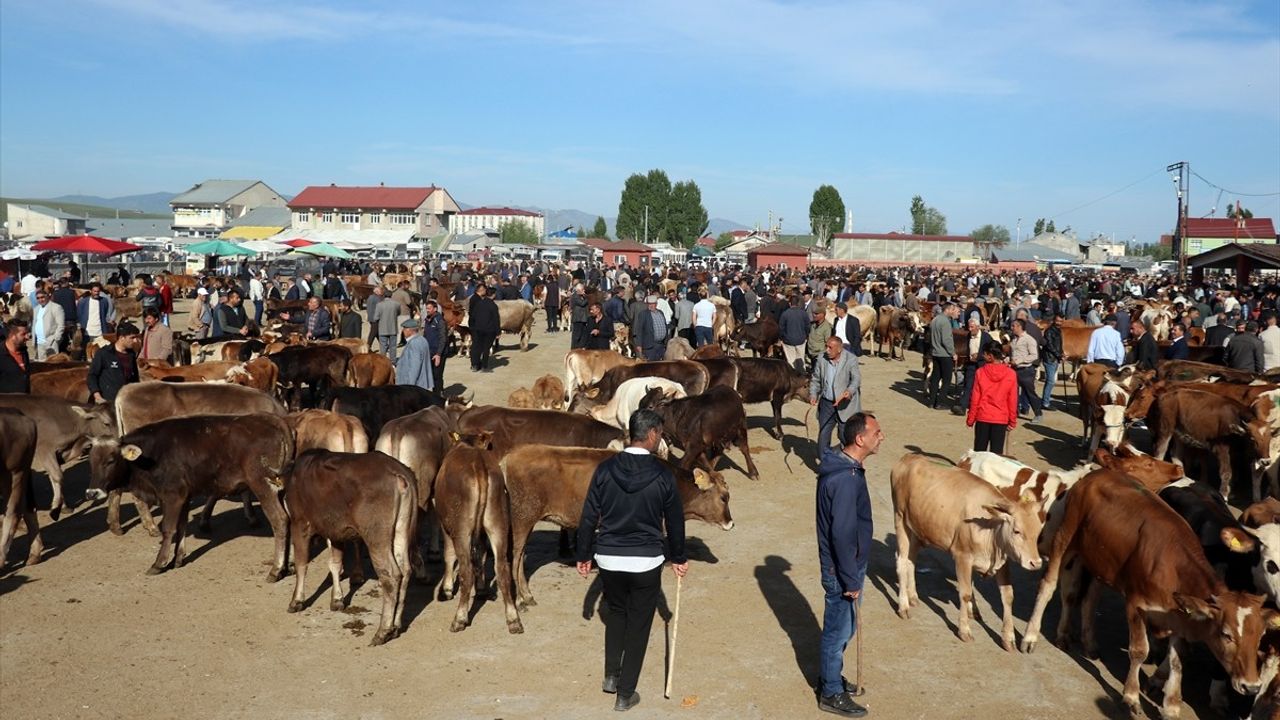 Ağrı Hayvan Borsası'nda Kurbanlık Satış Hareketliliği Artıyor