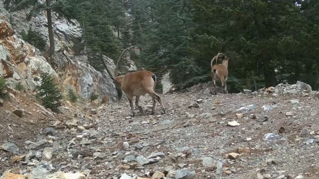 Akdeniz Bölgesi'nde Yaban Hayatı Fotokapanlarla Belgelendi