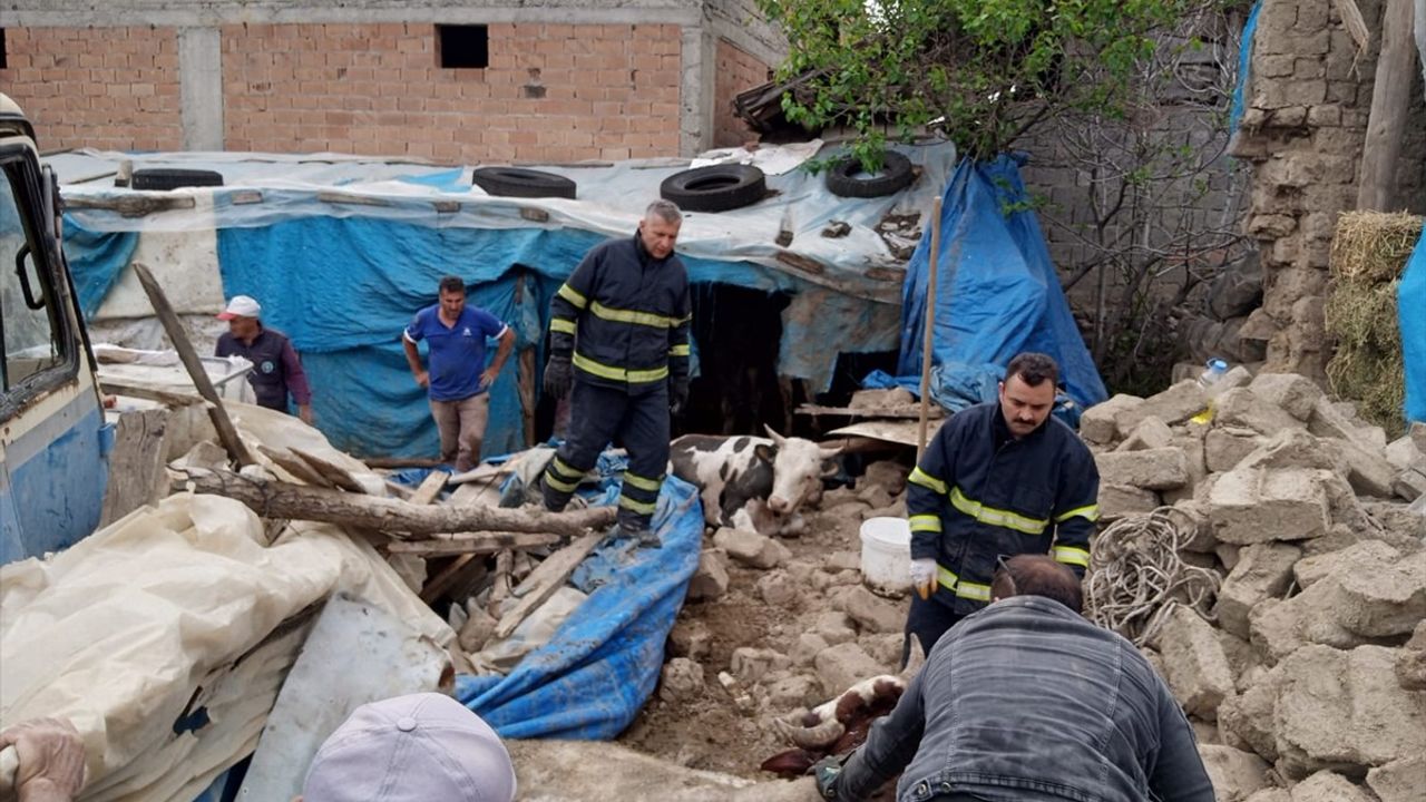 Amasya'da Çatısı Çöken Ahırdaki Büyükbaş Hayvanlar Kurtarıldı