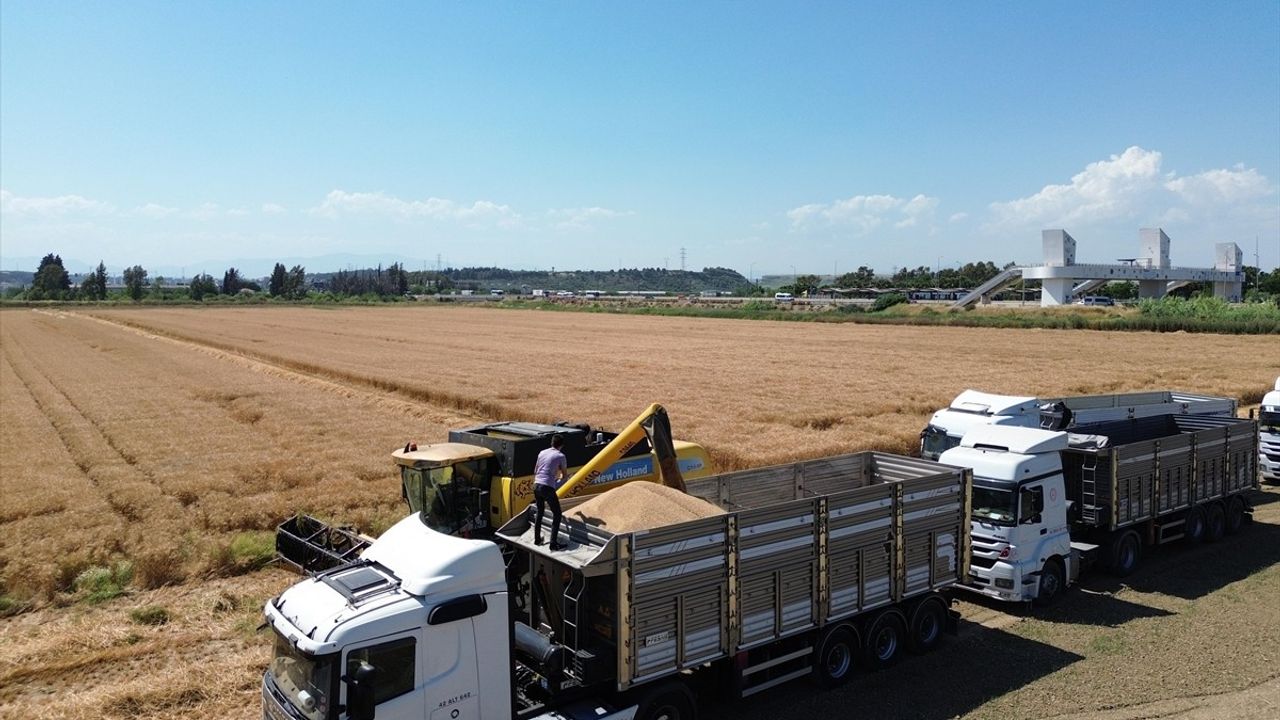 Antalya'da Buğday Hasadı Başladı: Üreticiler Verimden Memnun