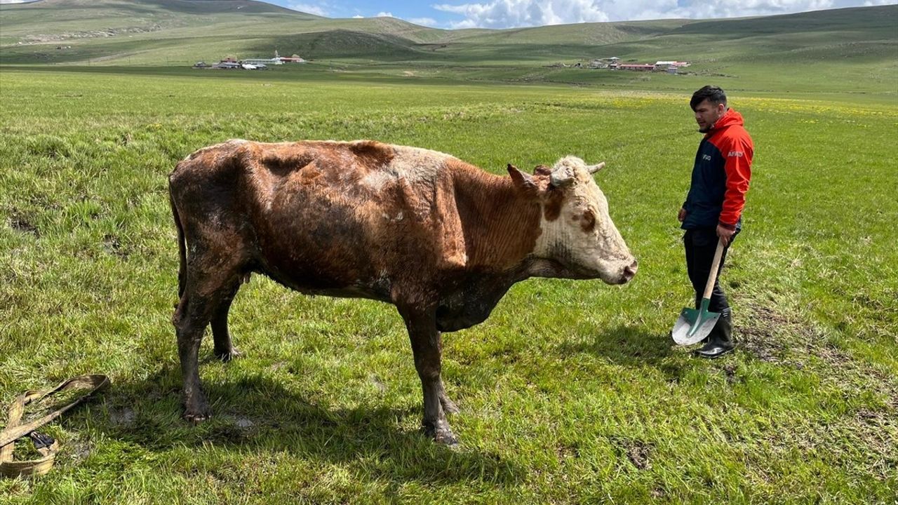 Ardahan'da AFAD, Çamurda Mahsur Kalan İneği Kurtardı