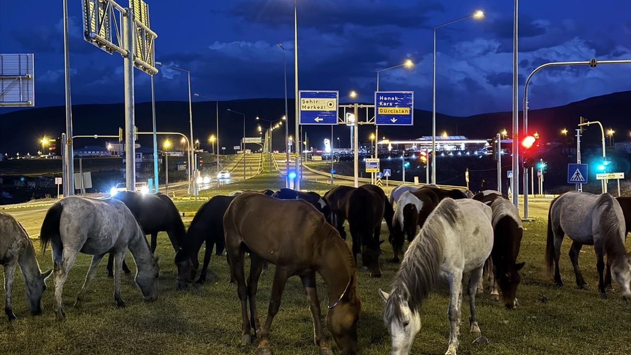 Ardahan'da Yılkı Atları Yiyecek Aramak İçin Kara Yoluna İndi