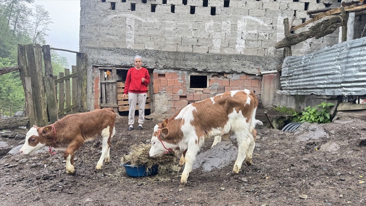 Artvinli Besici Dördüz Buzağıyla Sevinç Yaşadı