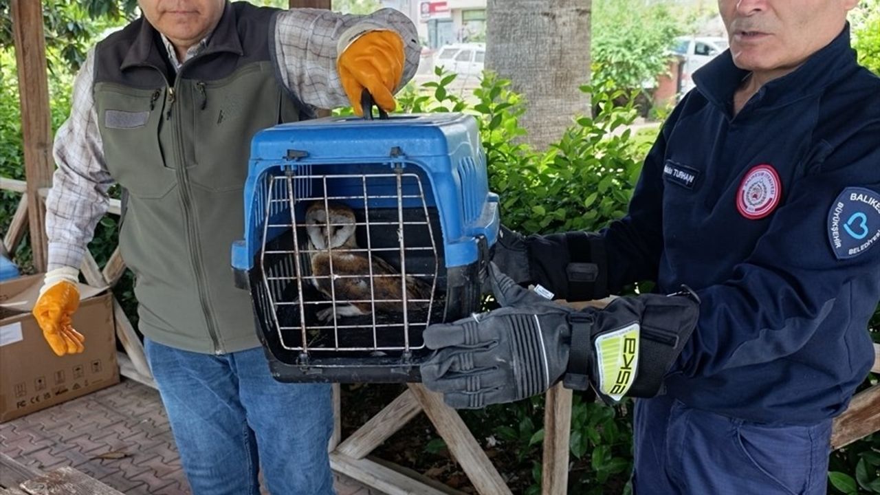 Balıkesir'de Balkon Pervazına Takılan Baykuş Kurtarıldı