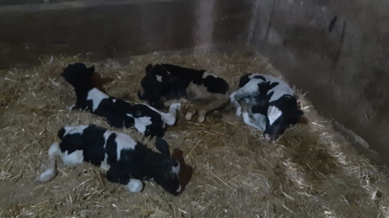 Balıkesir'de Bir İnek Tek Batında 5 Buzağı Doğurdu