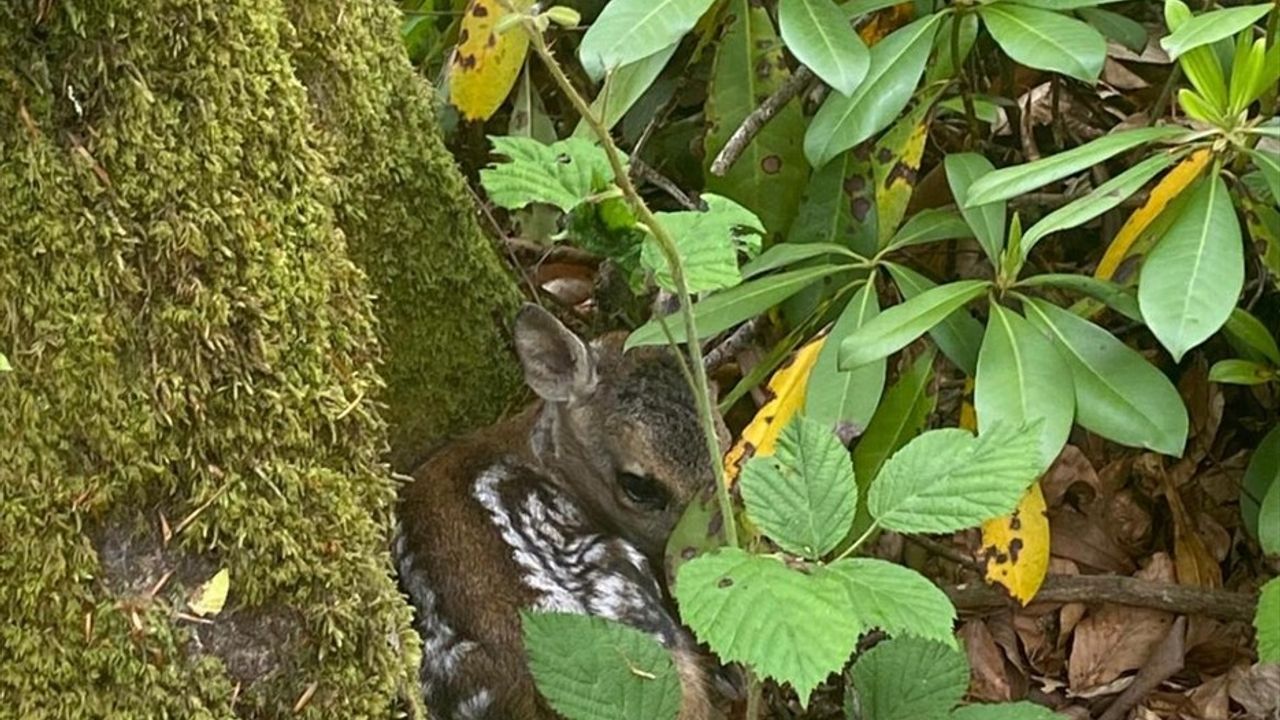 Bartın'da Bakıma Muhtaç Karaca Yavrusu Annesiyle Buluştu