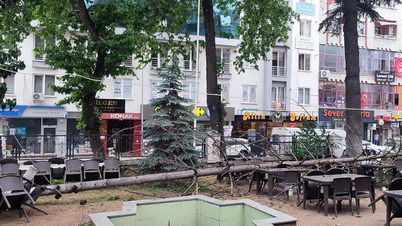 Bilecik'te Fırtına Sonrası Ağaç Devrildi: Kafe Zarar Gördü