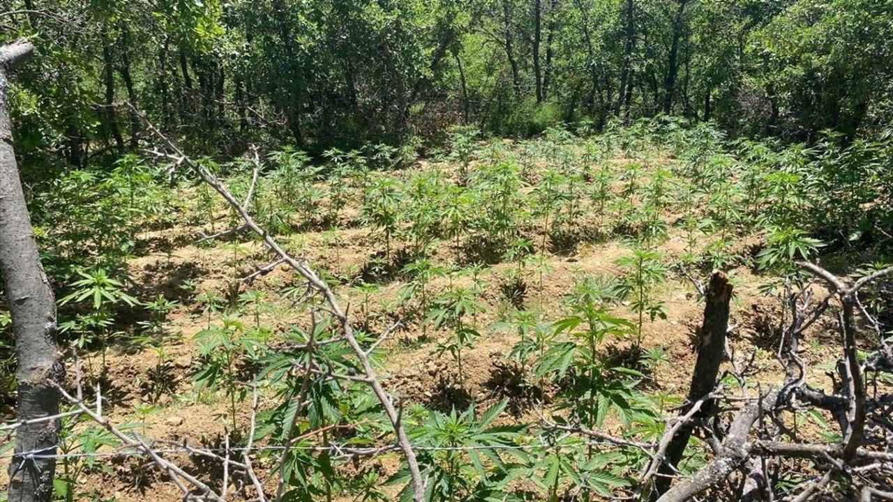 Bingöl'de Yapılan Operasyonda 4 Bin 763 Kök Hint Keneviri Ele Geçirildi