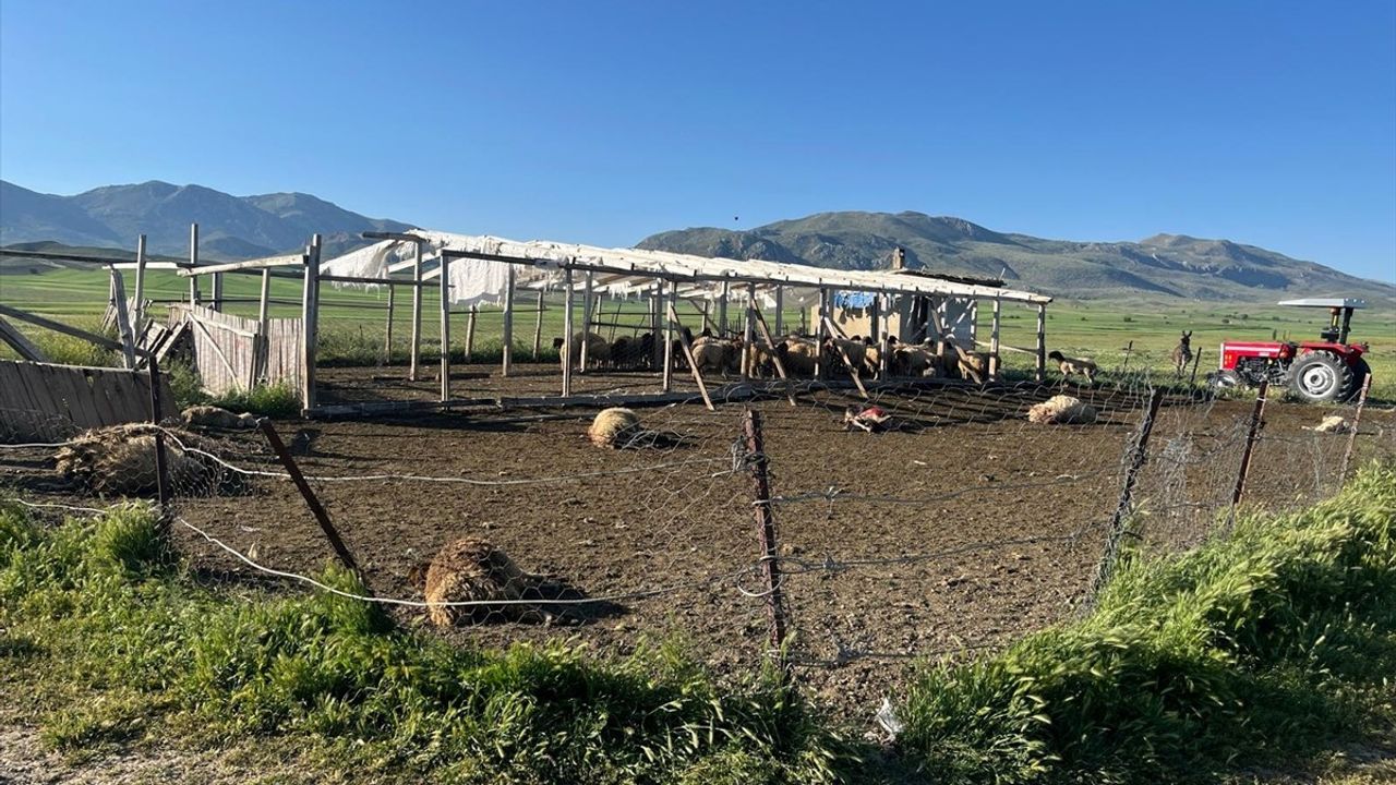 Burdur'da Kurt Saldırısı: 12 Koyun Telef Oldu, 20'si Yaralandı