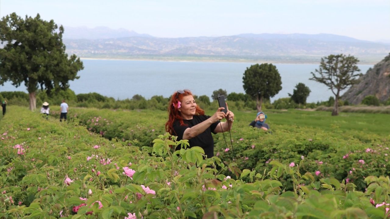 Burdur'un Gözde Ekoturizm Destinasyonu: Göl Manzaralı Gül Hasadı