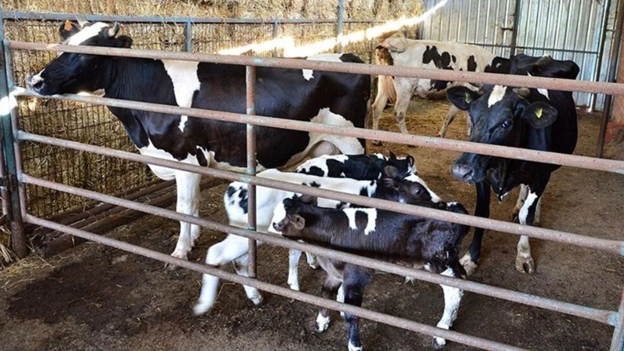 Buzağı Desteği İçin Başvuruların Son Tarihi Açıklandı