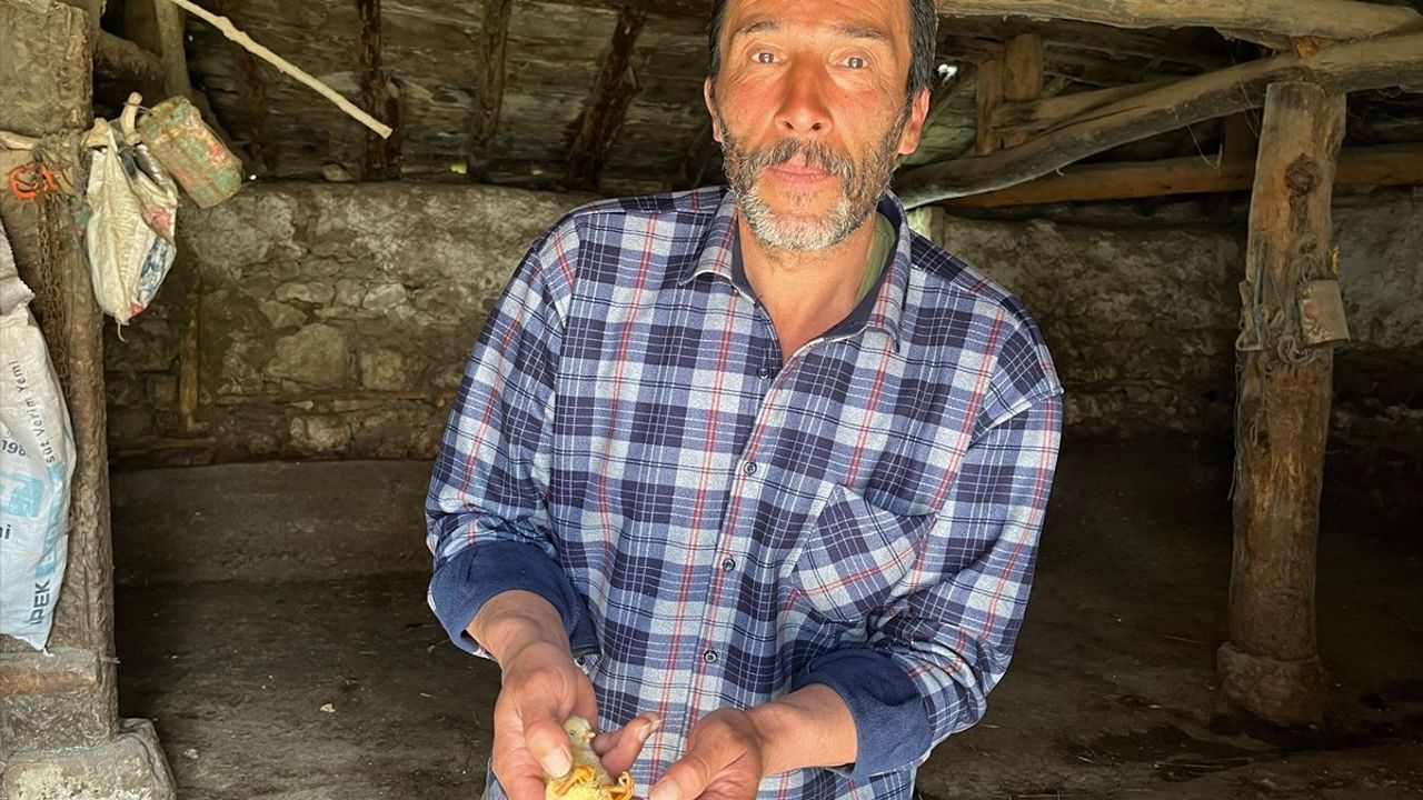 Çankırı'da 4 Ayaklı Civciv Heyecanı