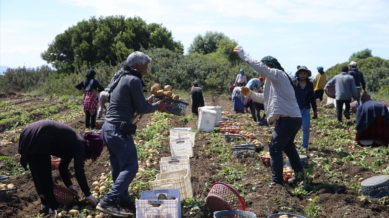Datça'da Turfanda Patates Hasadı Başladı