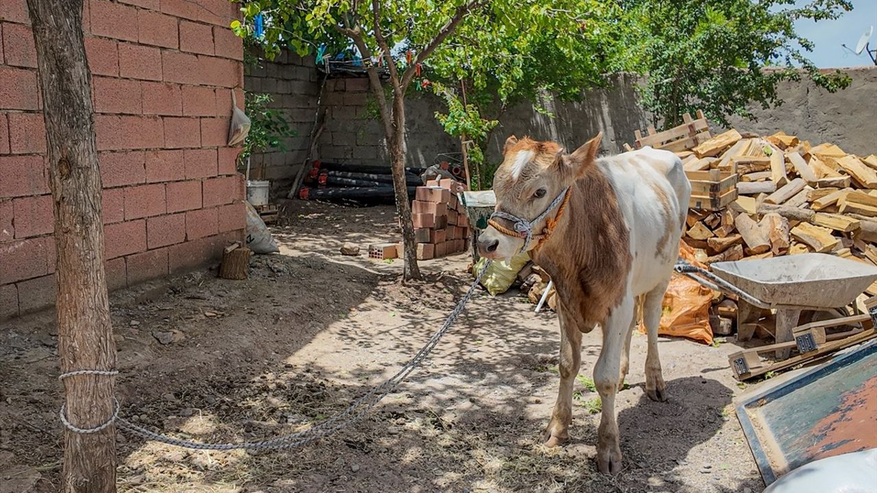 Diyarbakır'da Kaybolan Buzağı 9 Ay Sonra Bulundu