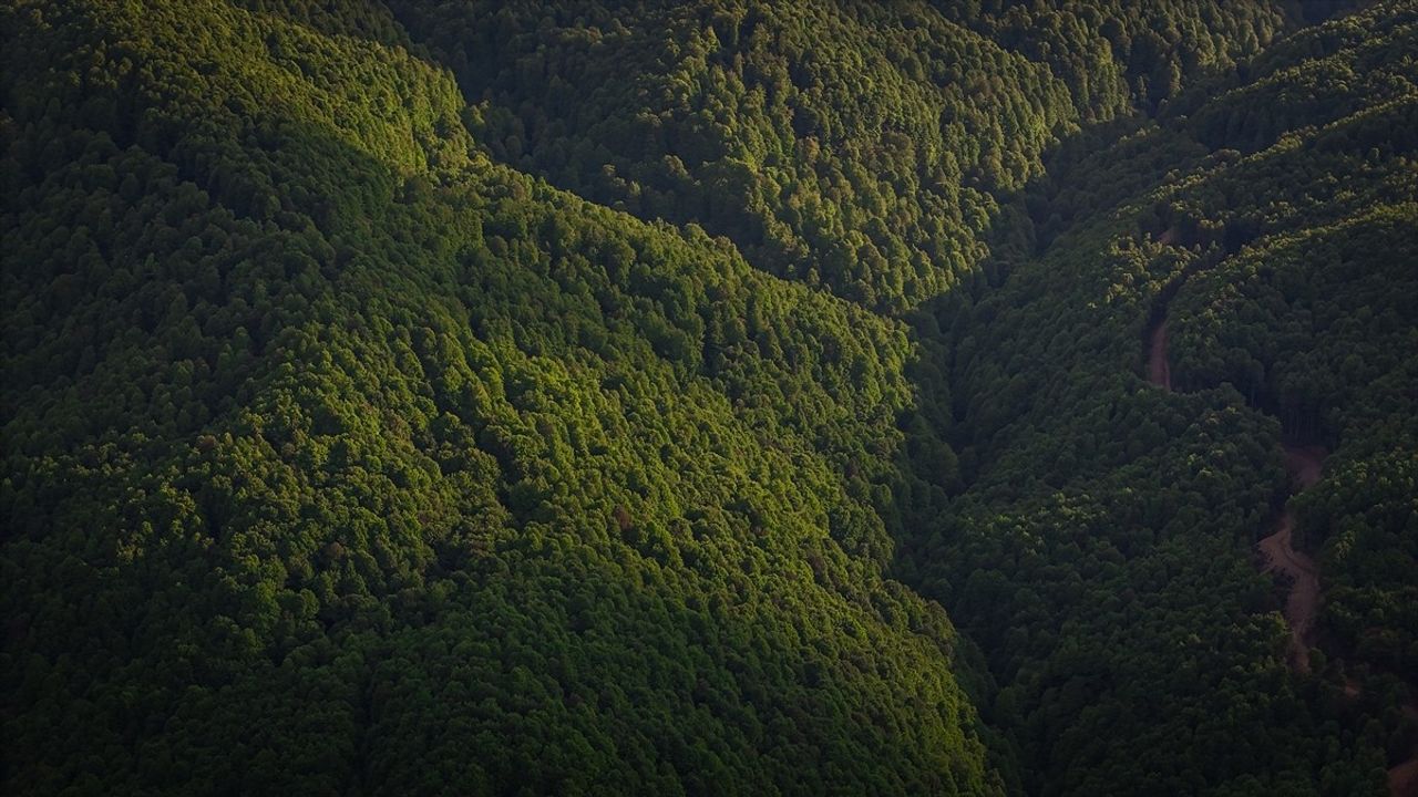 Domaniç Dağları'nda İlkbahar: Yeşilin Tonlarıyla Kıvrımlı Yollar