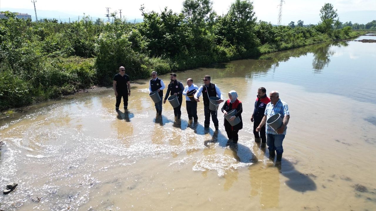 Düzce'de Coğrafi İşaretli Konuralp Pirincinin Ekimi Yapıldı