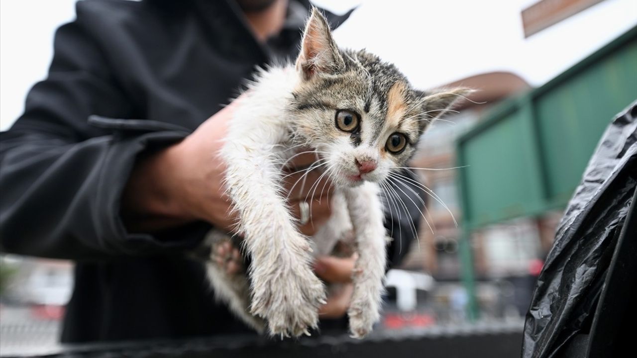 Düzce'de İtfaiye Kurtardı, Taksici Sahiplendi: Kedi Yavrusu Yeni Bir Yuva Buldu