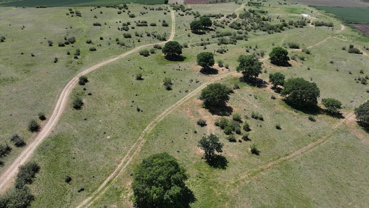 Edirne'de Meraların Sulama Sistemiyle Etkin Kullanımı Sağlanacak