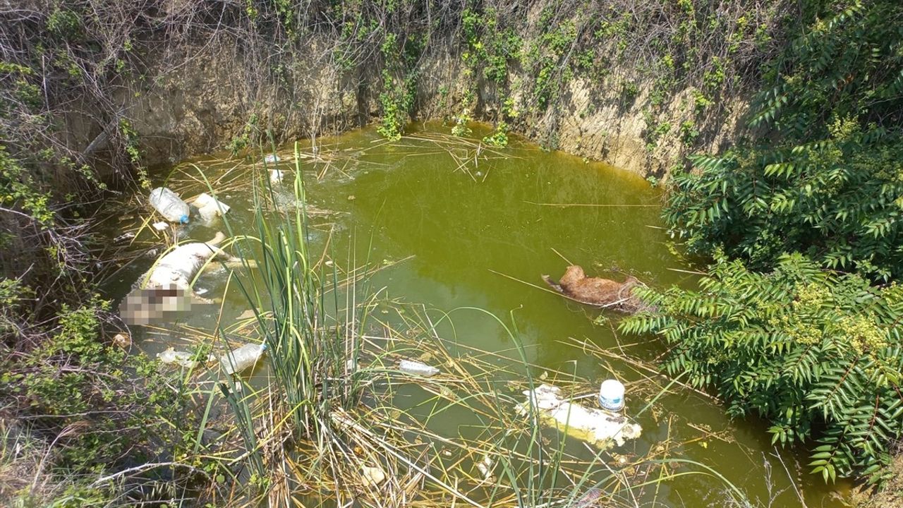 Edirne'de Su Dolu Çukurda Başsız Ölü Köpekler Bulundu