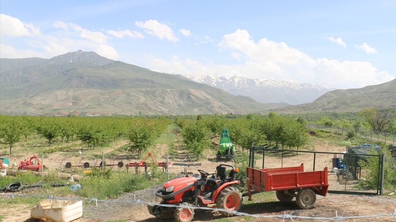 Erzincan'da 40 Bin Vişne Ağacı ile Prof. Dr. Geçim Ekonomiye Katkı Sağlıyor