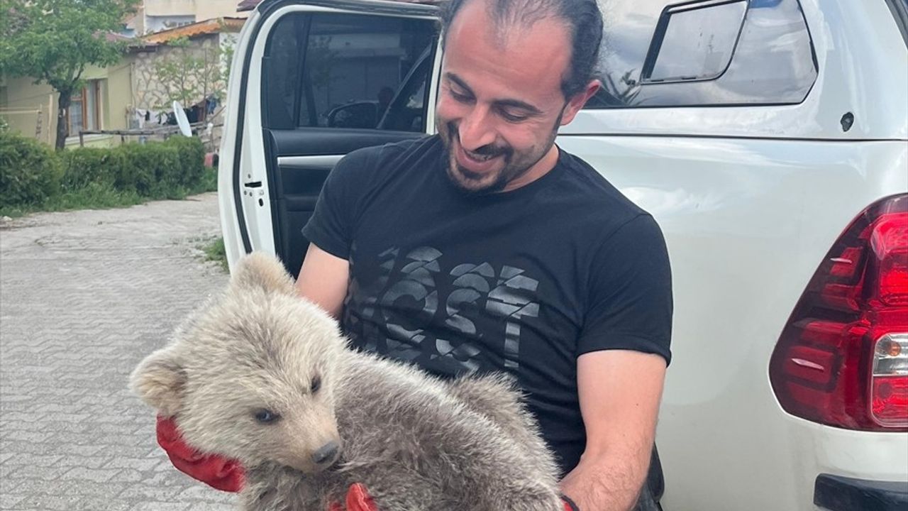 Erzurum'da Çobanlar Tarafından Bulunan Ayı Yavrusu Koruma Altına Alındı